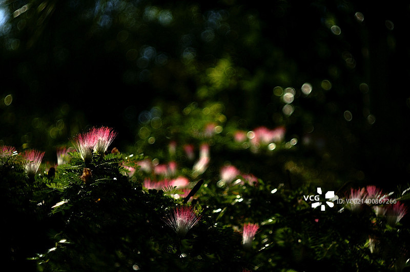 粉色粉扑花图片素材