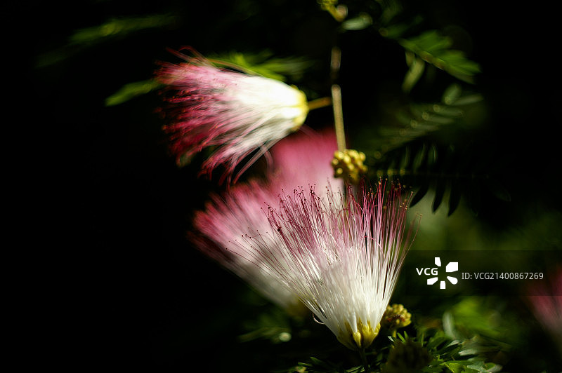 粉色粉扑花图片素材