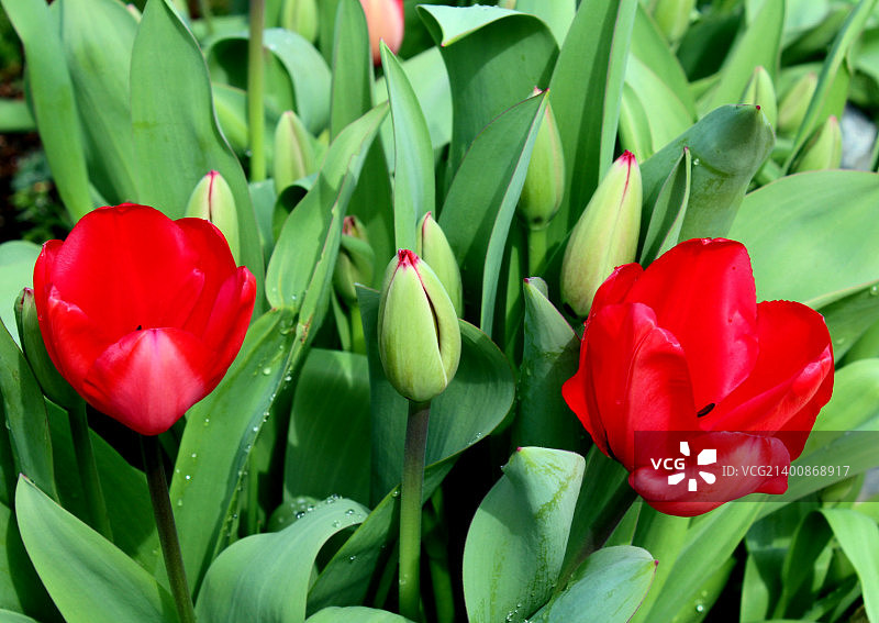 两朵红色郁金香图片素材