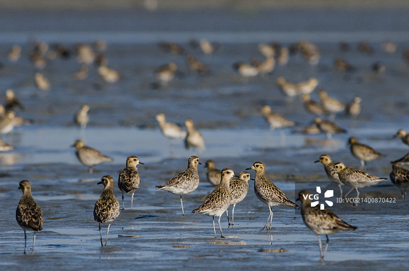 太平洋金斑鸻图片素材