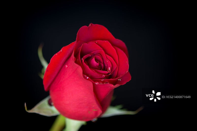 带水滴的单支玫瑰图片素材