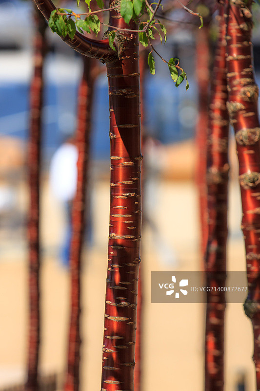 铜制树木图片素材