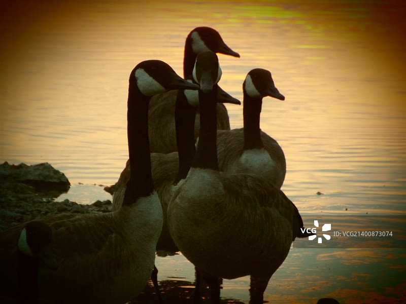 湖中游泳的天鹅特写图片素材