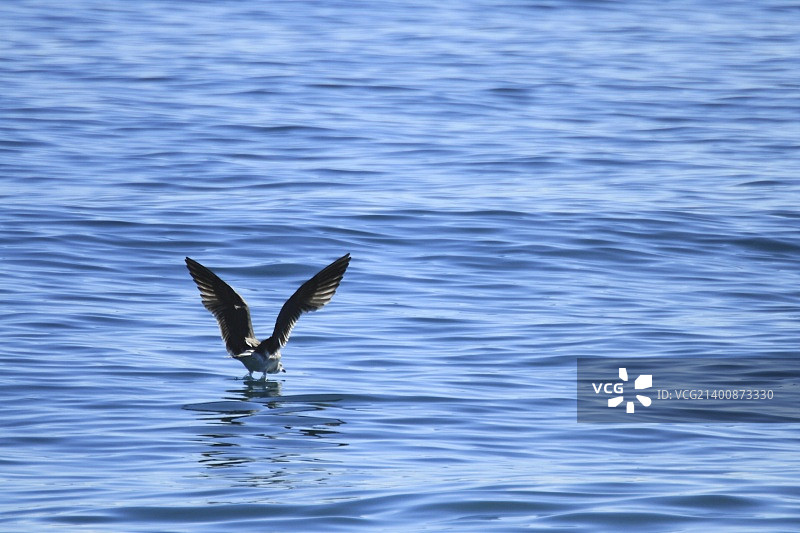 海鸥图片素材