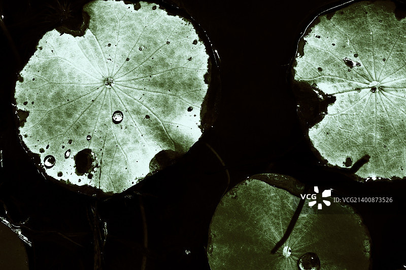 秋叶（3）-中国台湾-图片素材