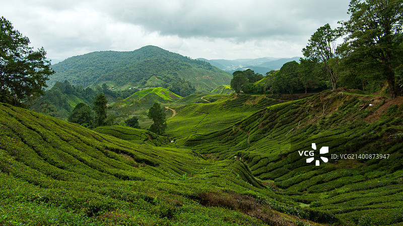 马来西亚金马仑高原茶园图片素材