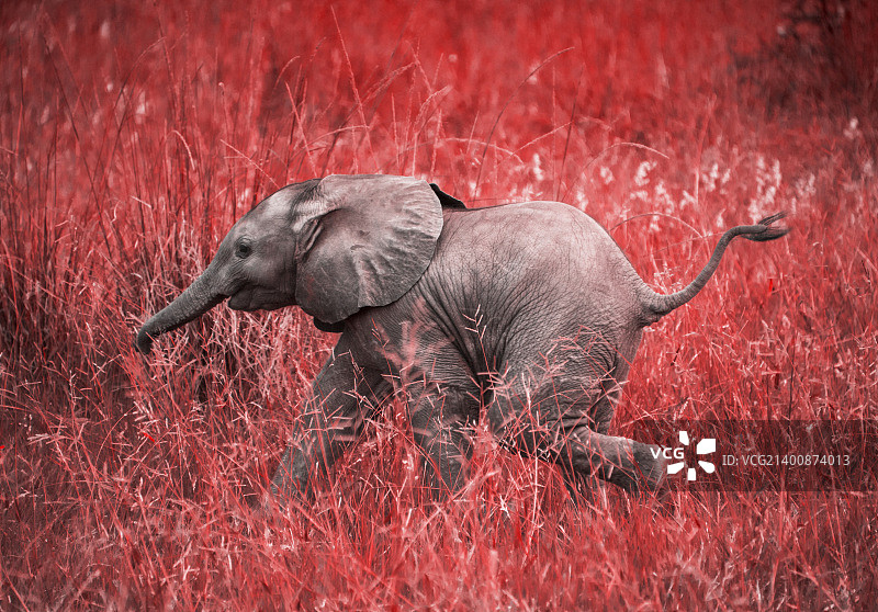 等我！（反盗猎版）图片素材