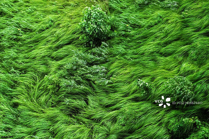 绿色植物图片素材