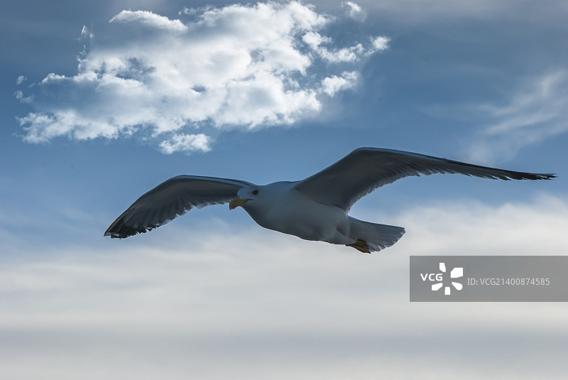 马尔蒂图片素材