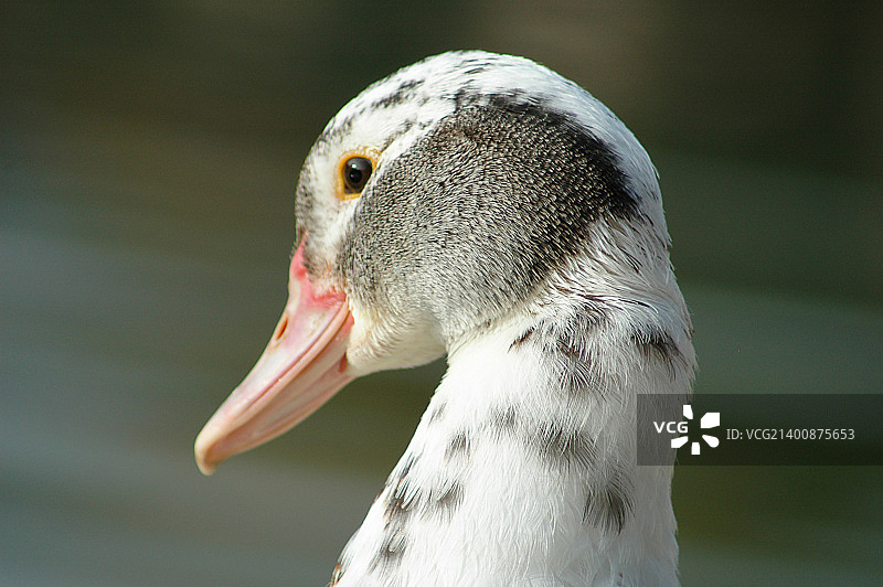 丑小鸭图片素材