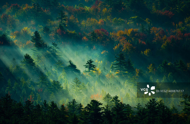 树与雾图片素材