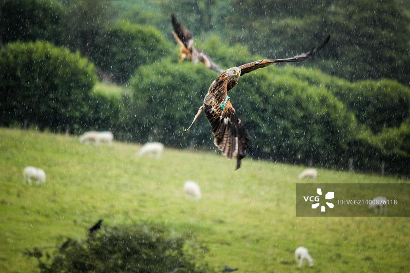 雨中的红风筝图片素材