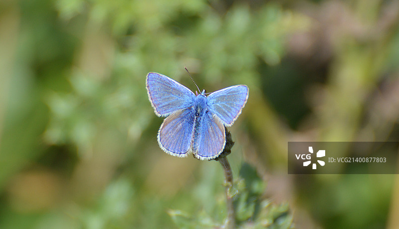 普通蓝灰蝶图片素材