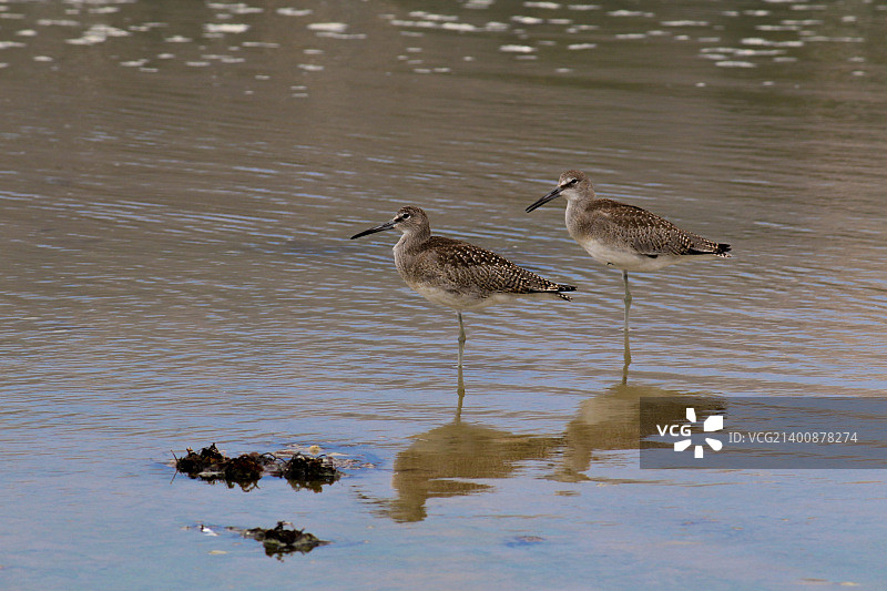 8月马里布海滩上的滨鹬图片素材