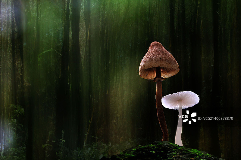 美丽的大麦图片素材