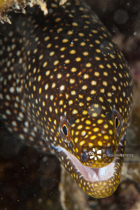 网状斑点海鳗图片素材