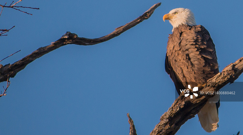 雄伟的鹰图片素材