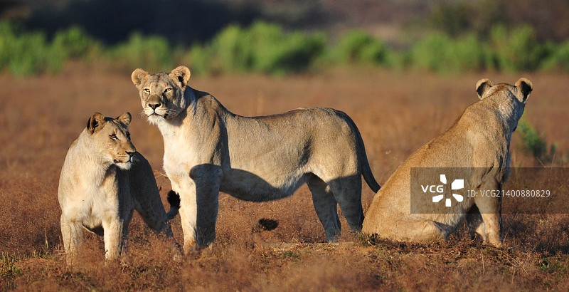 白色狮子图片素材
