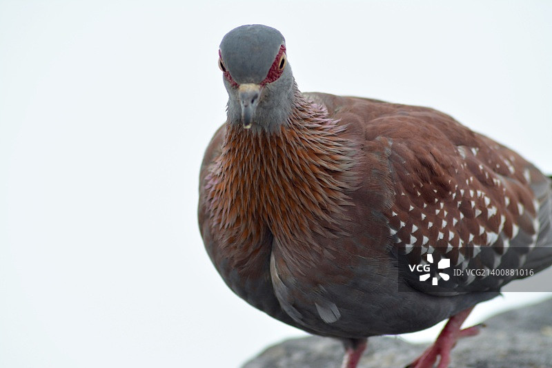 白色背景下的鸟类特写图片素材