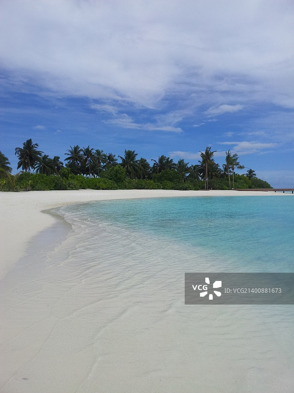 海滩上的树木图片素材