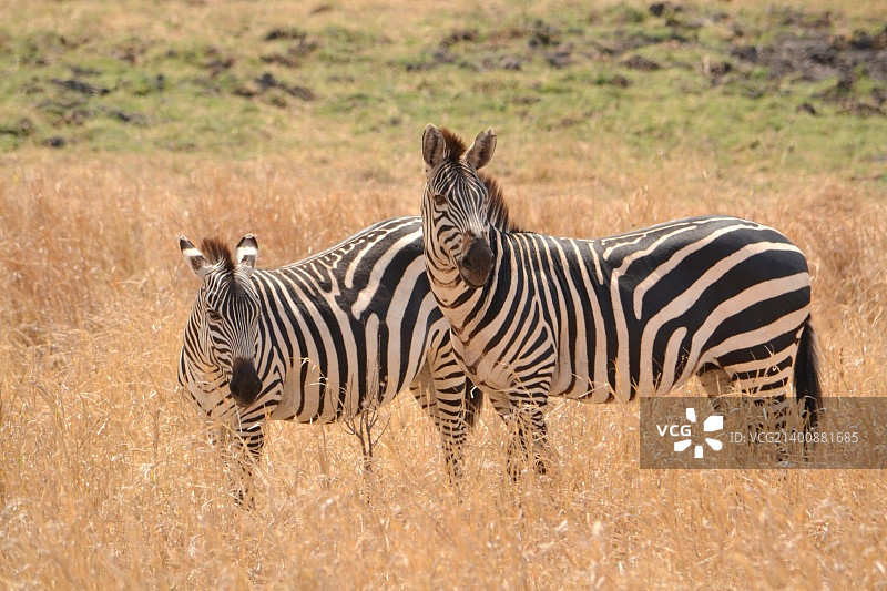 塔兰吉雷国家公园里的两只斑马图片素材