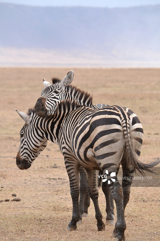 两只斑马图片素材