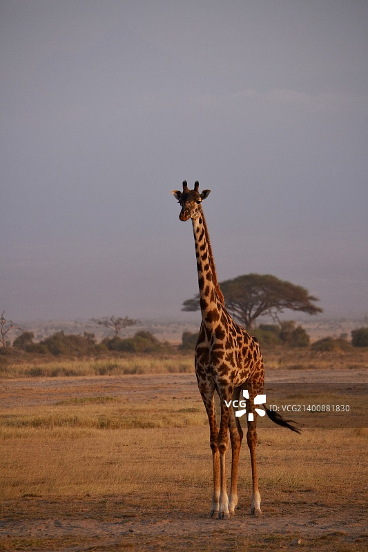 安博塞利国家公园的长颈鹿图片素材