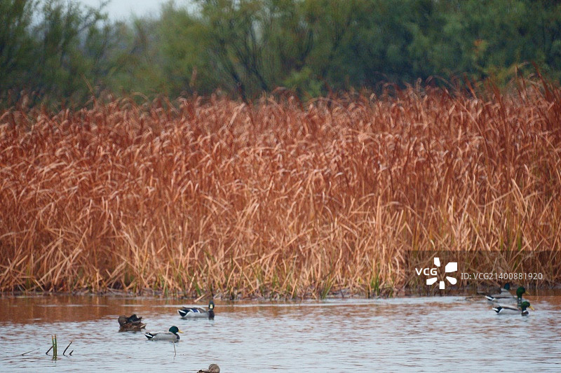 多尼亚纳的鸭子图片素材