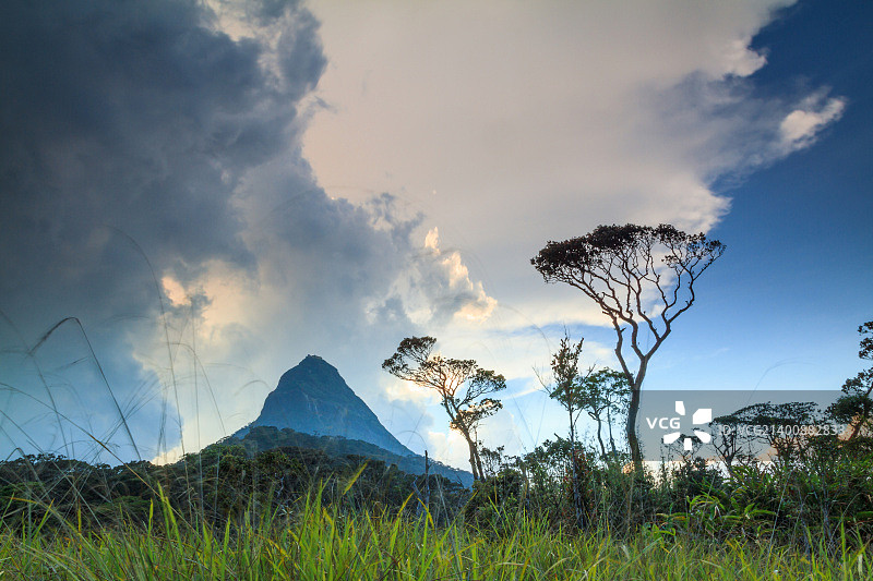 田野上的树木顶着天空图片素材