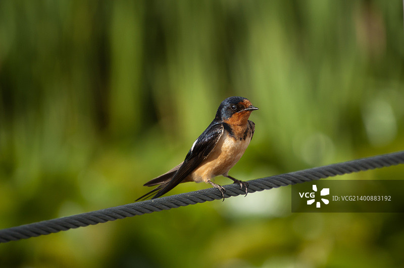 钢缆上的家燕图片素材