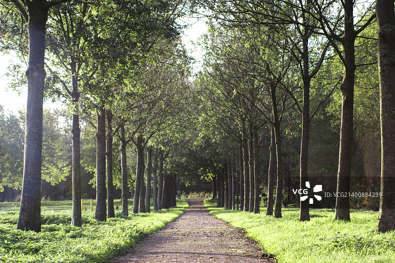 北荷兰阿姆斯特尔河畔的林荫自行车道图片素材