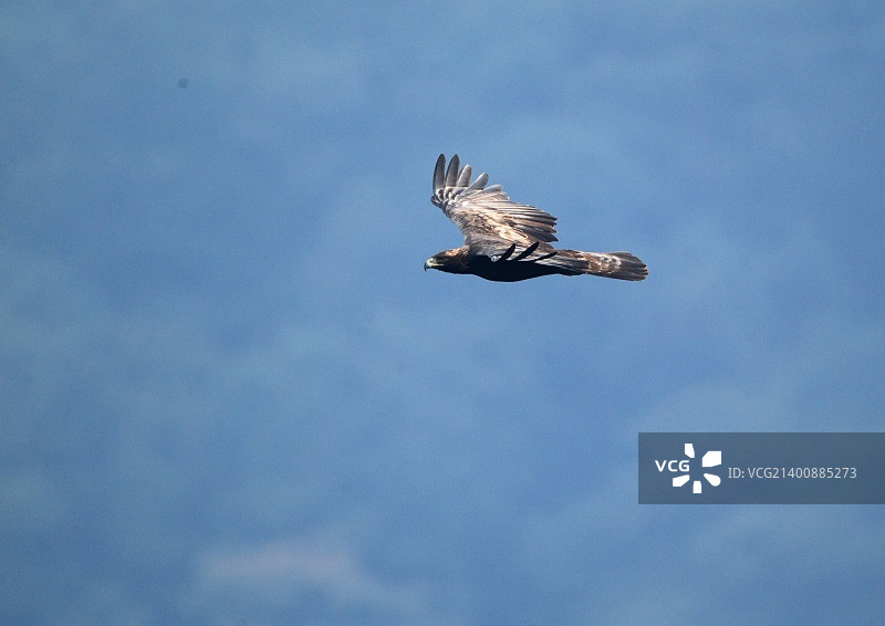伊努瓦什 飞翔图片素材