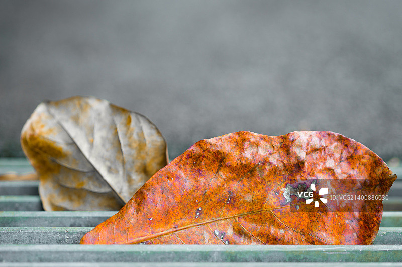 落入网格沙井盖的枯叶图片素材