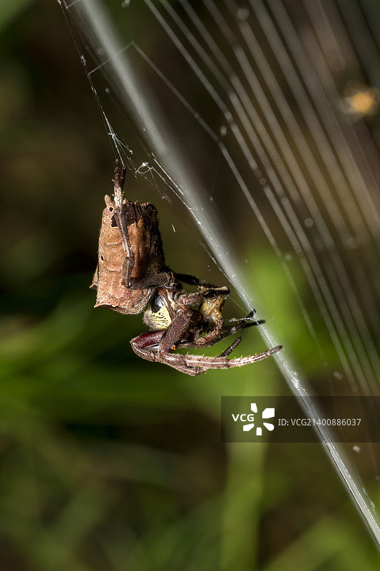 普通花园蜘蛛在蛛网上进食图片素材