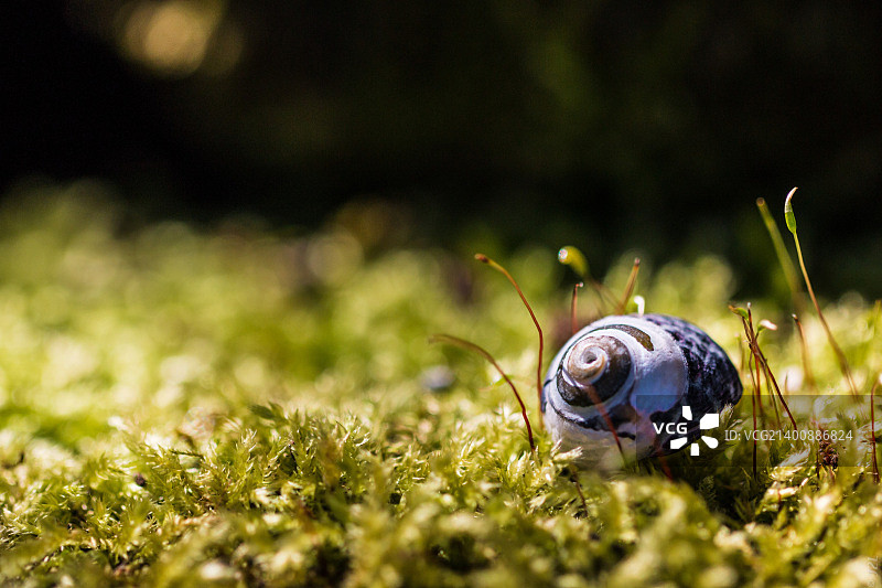 海螺图片素材