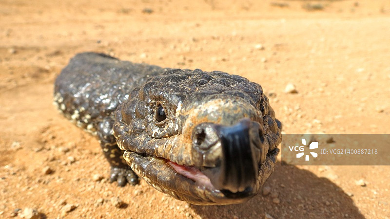 松果蜥图片素材