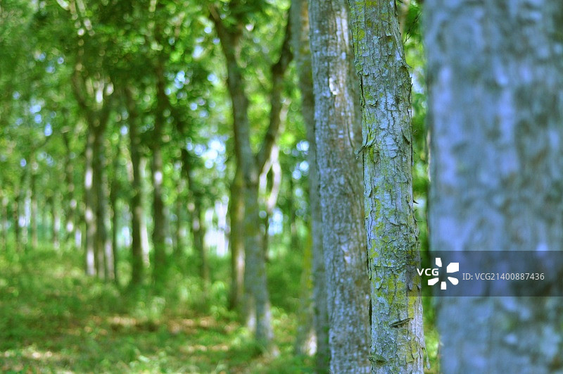 触摸家乡的绿草真好图片素材