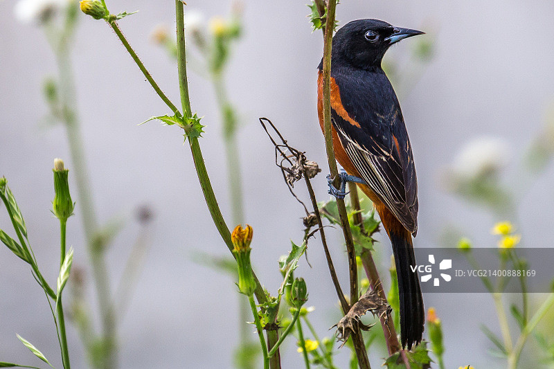好奇的果园黄鹂图片素材