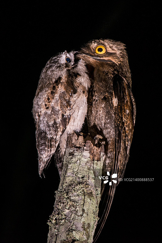 茶色林鸱母子（Nyctibius griseus）图片素材