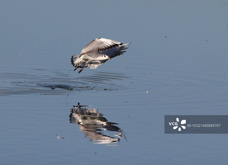 普通海鸥起飞图片素材