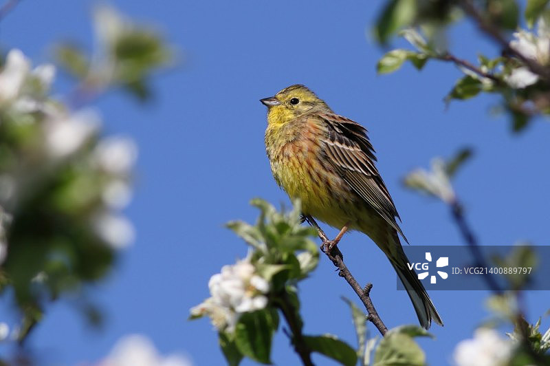 花丛中的黄雀图片素材