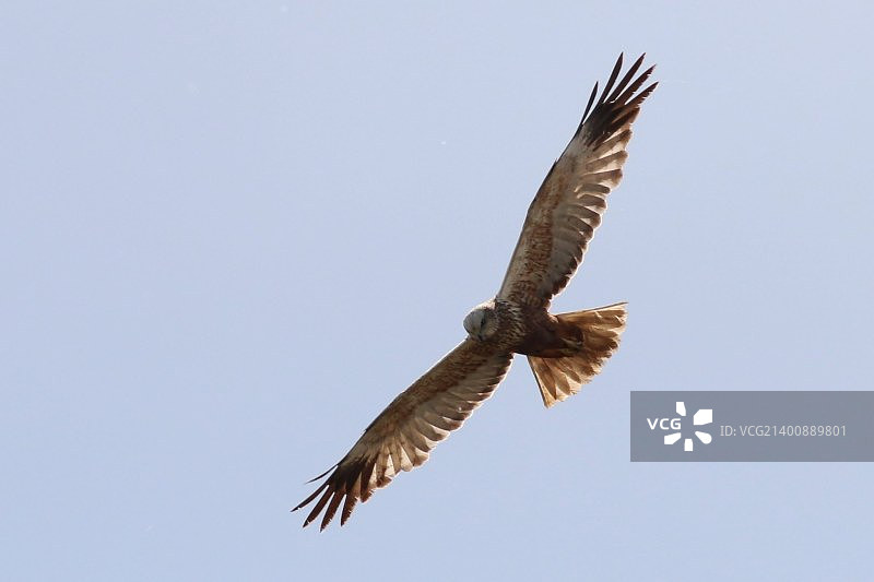 沼泽鹞飞行中图片素材