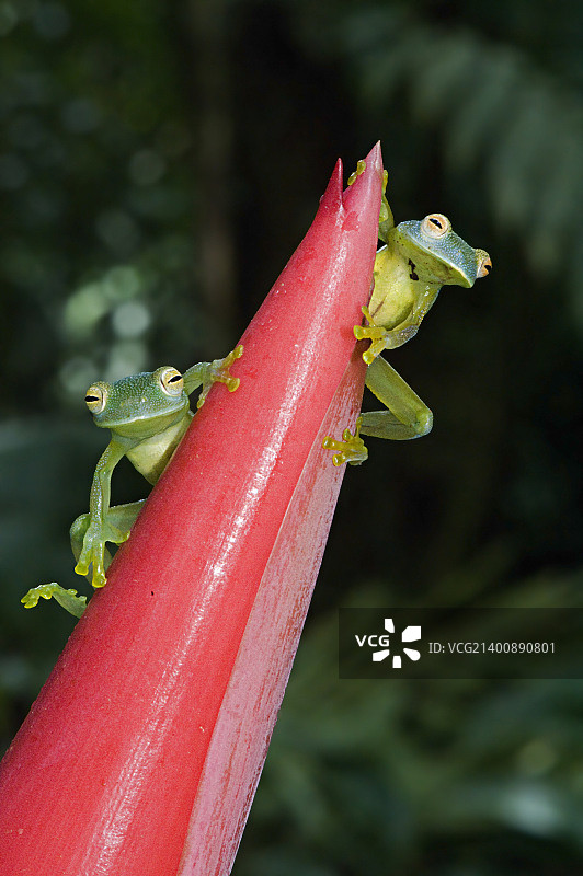 颗粒玻璃蛙（镜头1）图片素材