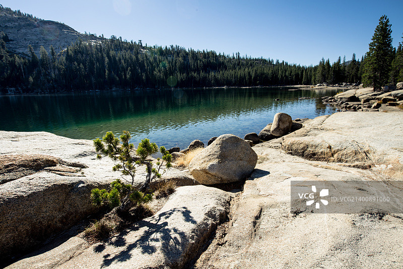 2015年约塞米蒂：特纳亚湖与树图片素材