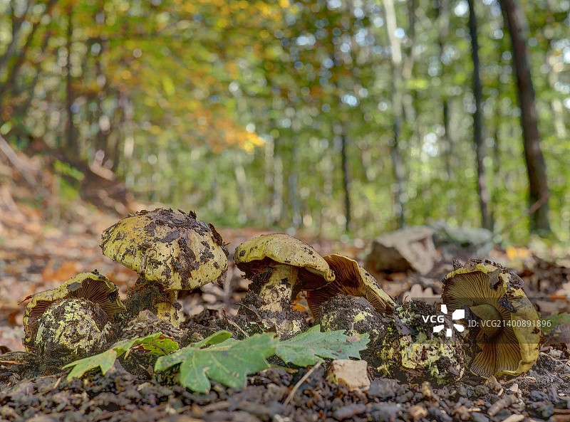 落叶松蘑菇图片素材