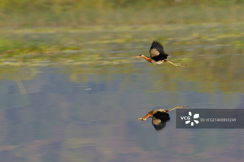 青铜水雉图片素材