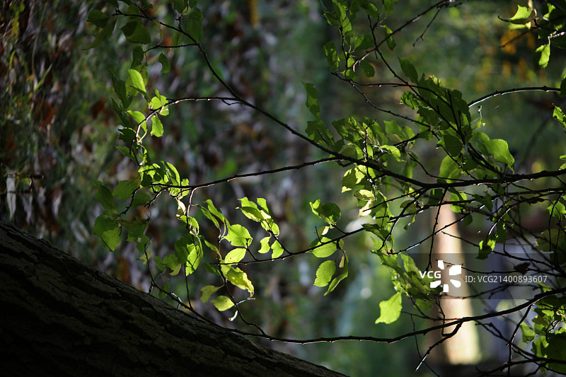 13-IMG_1572.JPG图片素材