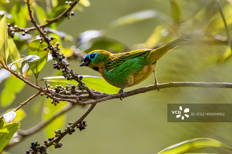 铜胸绿咬鹃图片素材