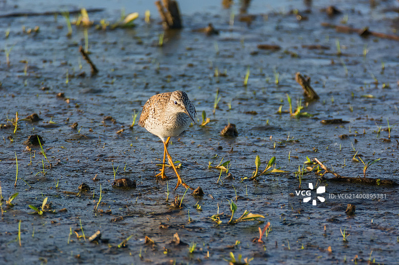 斑点鹬 5图片素材