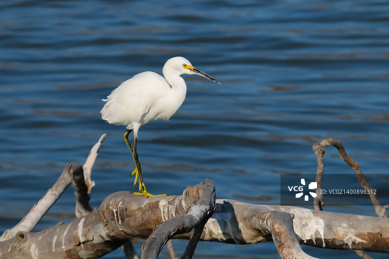 马里布泻湖的雪鹭图片素材